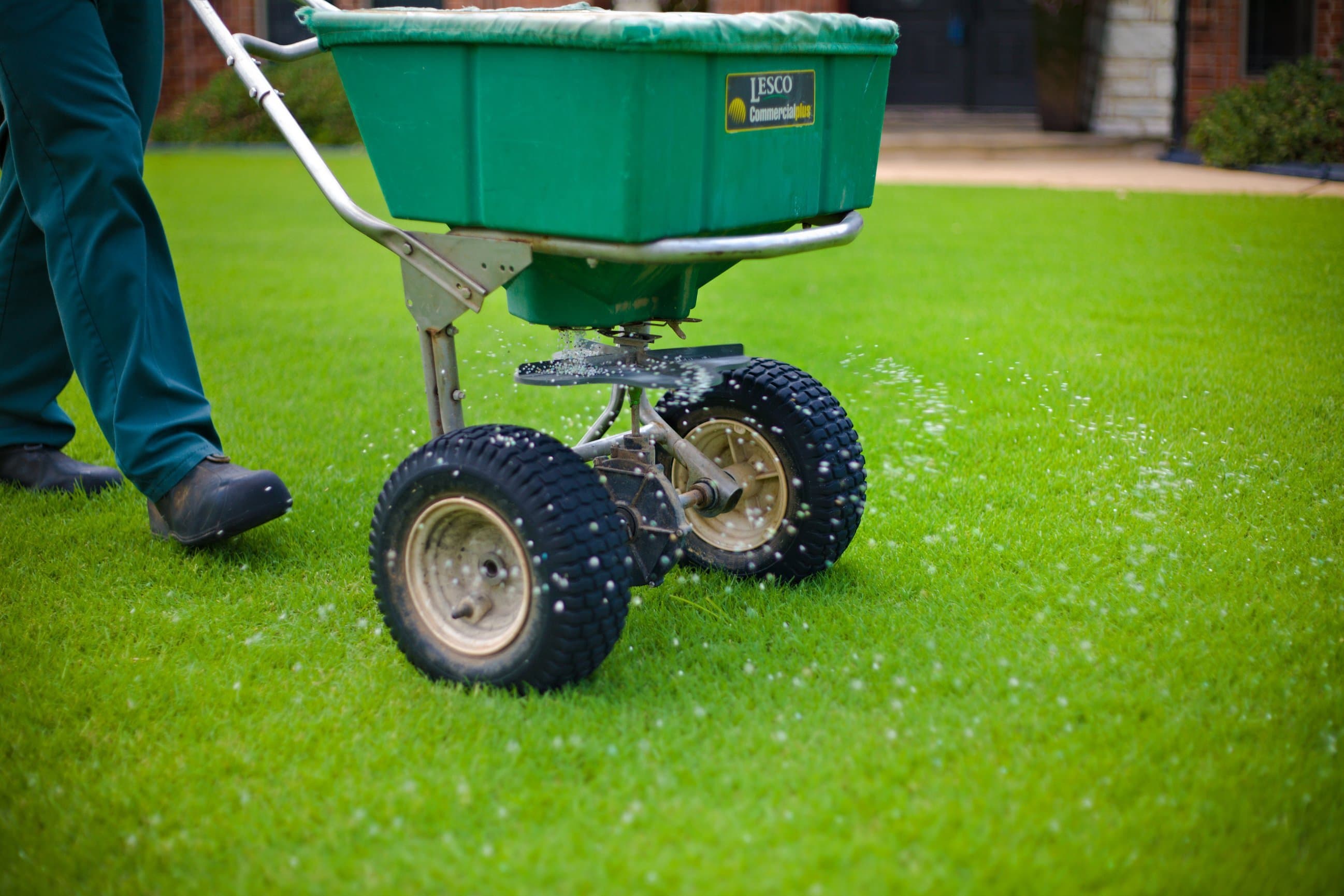 Healthy fertilized lawn