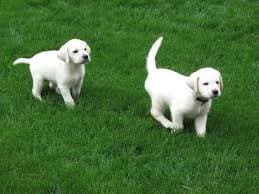 Flea and tick perimeter treatment