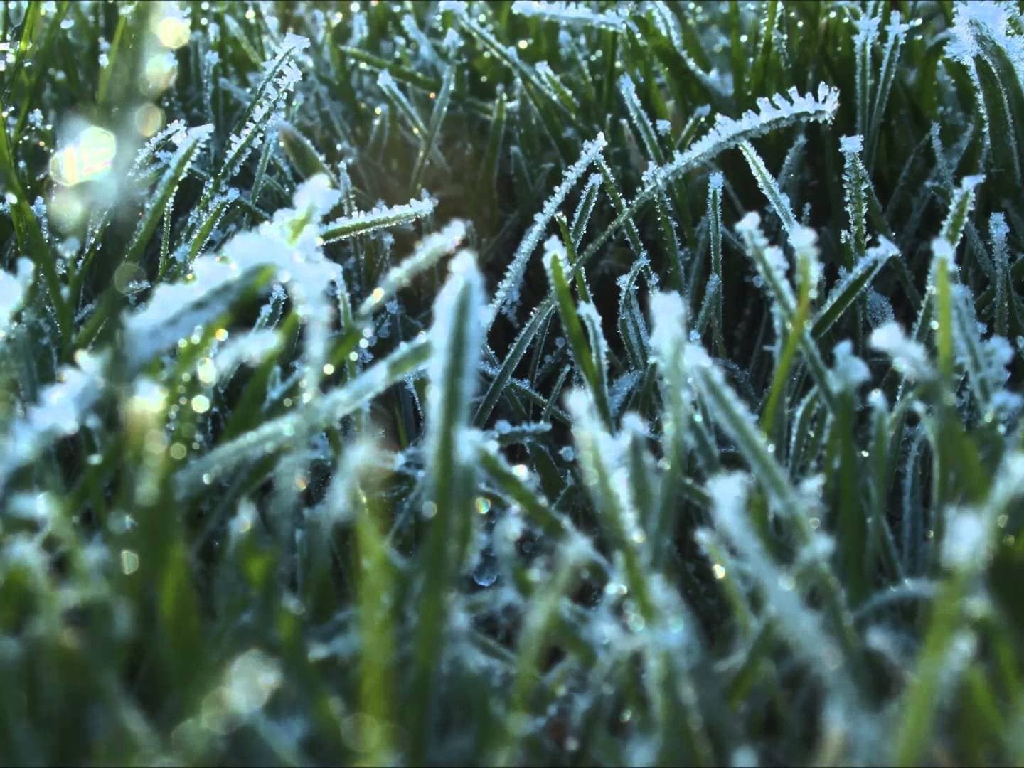 Lawn winterization treatment